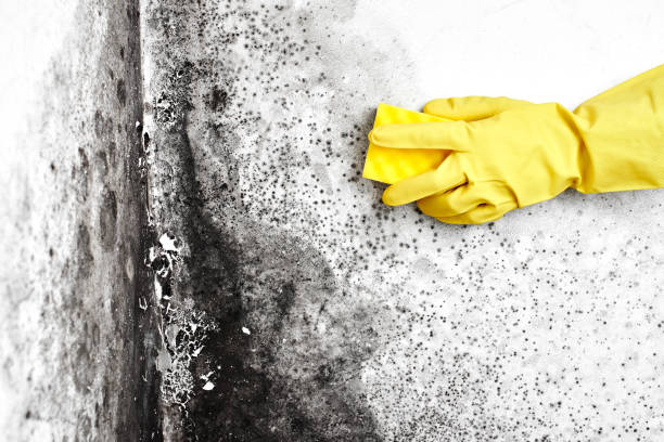 Best Home Mold Removal  in Watertown, SD