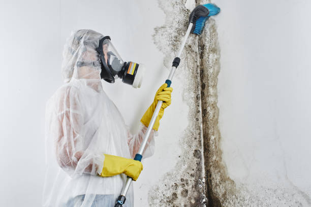 Best Toxic Mold Removal  in Watertown, SD