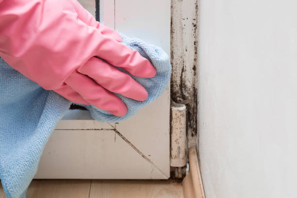 Best Certified Mold Removal  in Watertown, SD