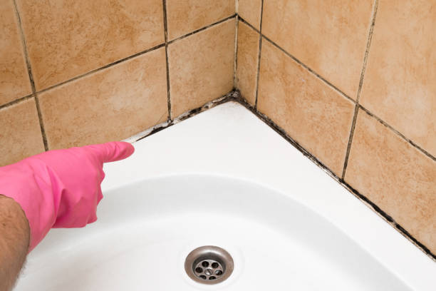 Office Mold Removal Services in Watertown, SD