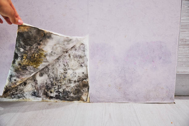 Best Mold Testing  in Watertown, SD